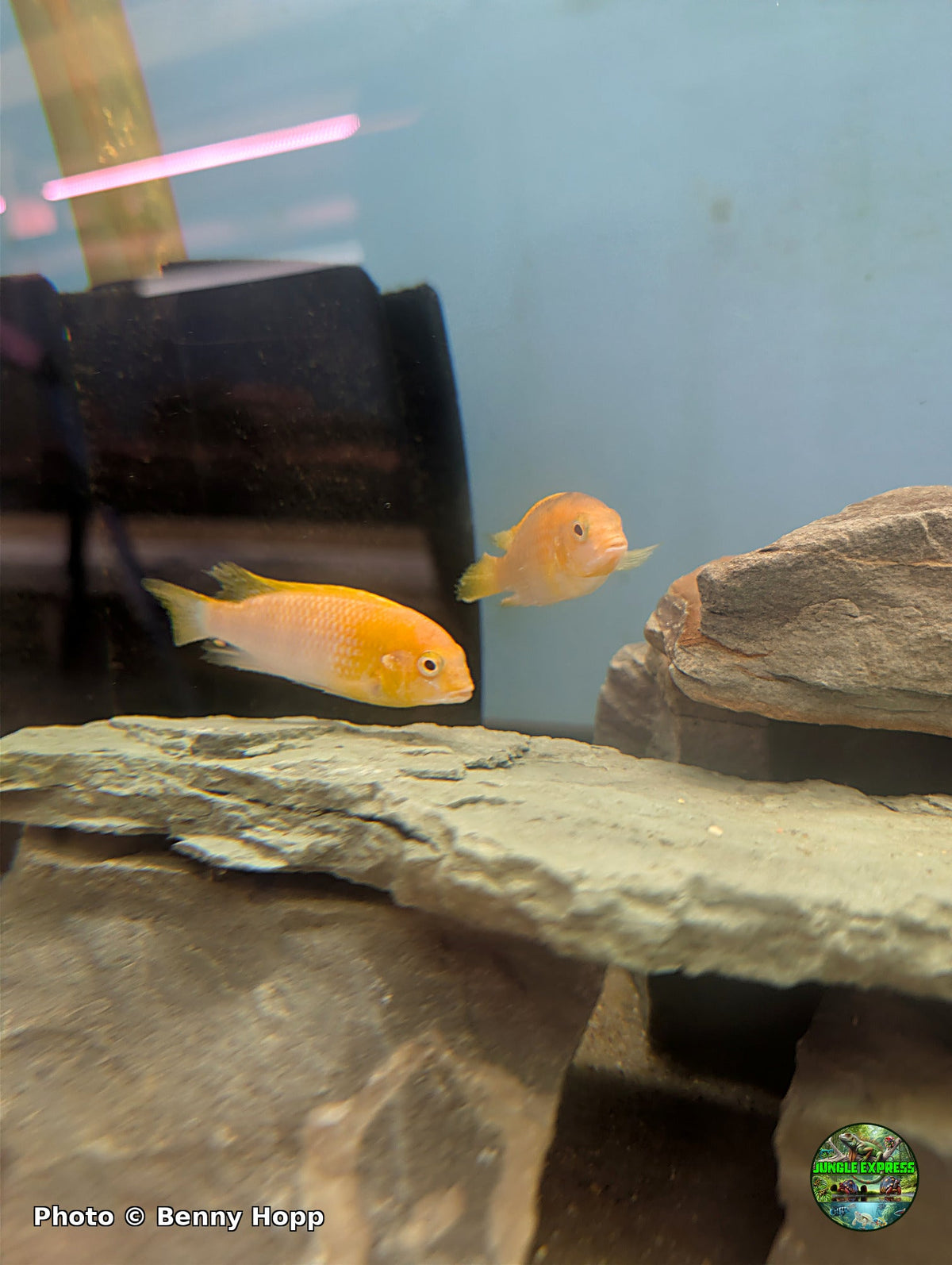 Tropheops macrophthalmus Red Top Albino at Jungle Express — photo by Benny Hopp