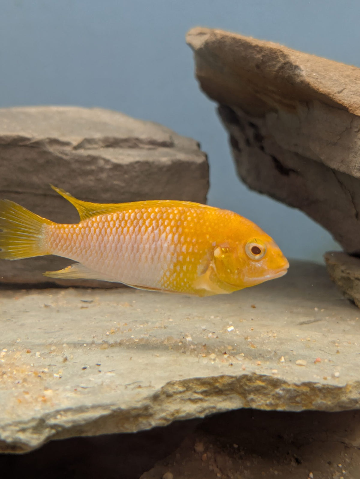 Tropheops macrophthalmus Red Top Albino — 1"–1.5" Unsexed