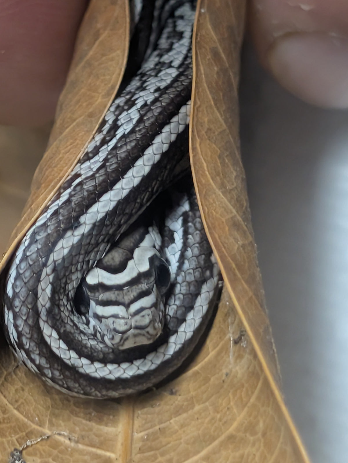 Anerythristic Tessera corn snake hatchling stretched out, showing the full dorsal stripe