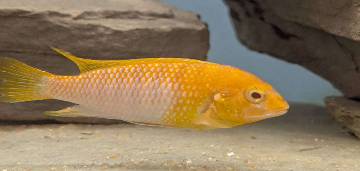 Tropheops macrophthalmus Red Top Albino