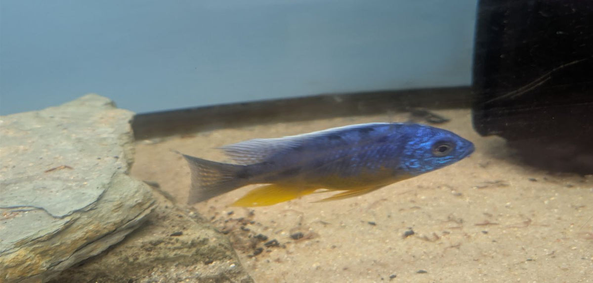 Protomelas sp. Spilonotus Tanzania