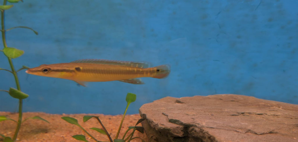 Crenicichla zebrina - Zebra Pike Cichlid